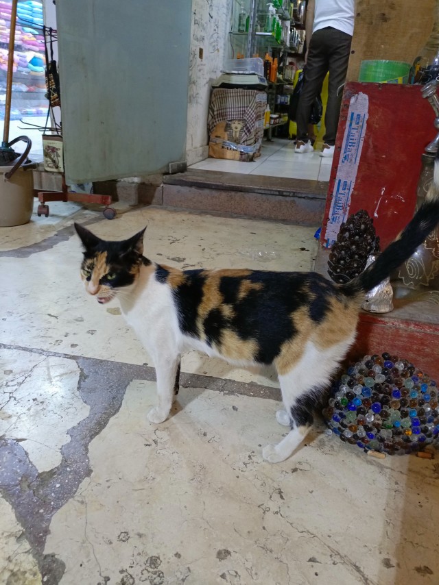 Турецкий кот.