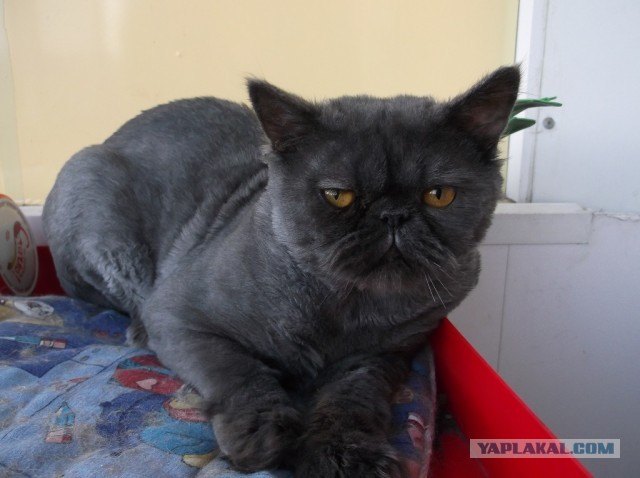Котовторник 9.07.2013