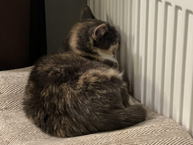 Спят усталые котейки