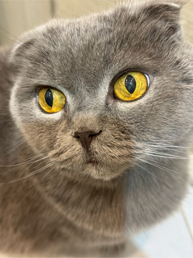 Котовторник же!