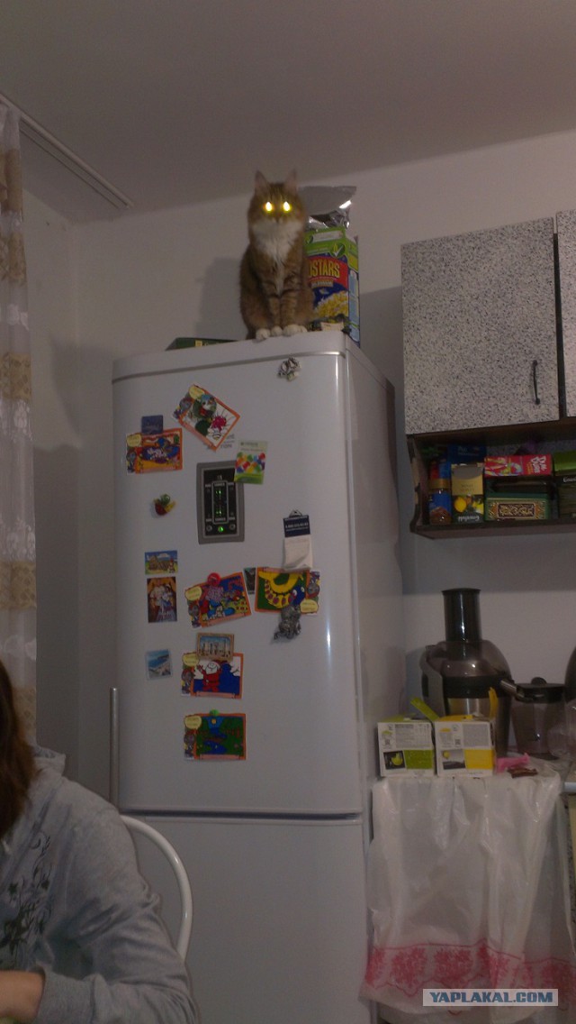 Котовторник 04.03.2014