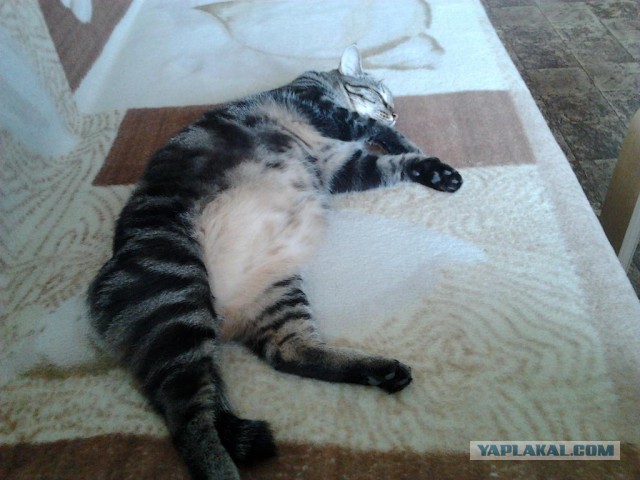 Котовторник 01.04.2014