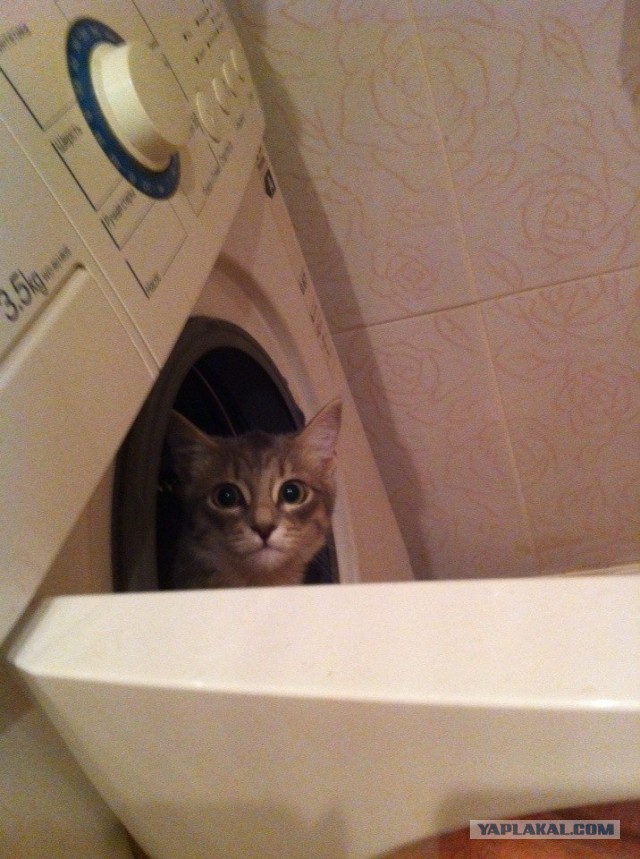 Котовторник   15.04.2014