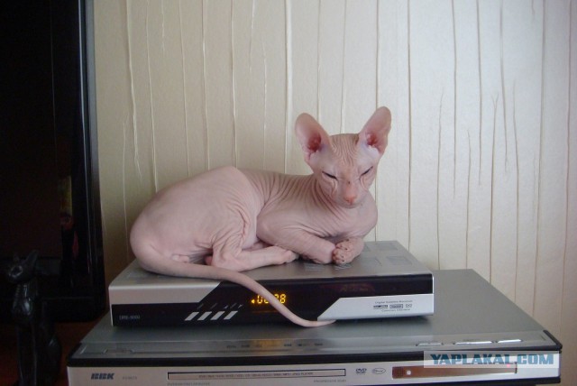 Котовторник 7.10.2014