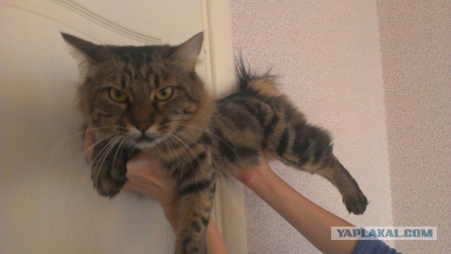 Котовторник 30.12.2014