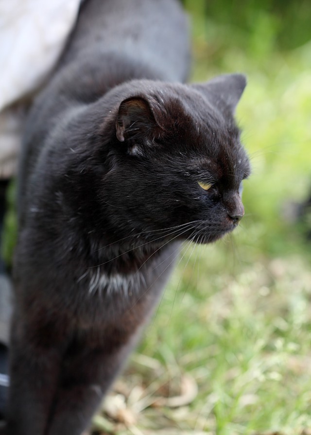Котовторник 09.06.2015