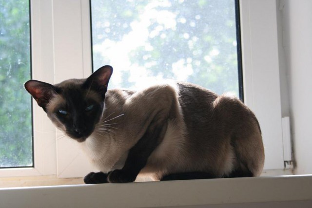 Котовторник 16.06.2015., Котовторник наступил!
