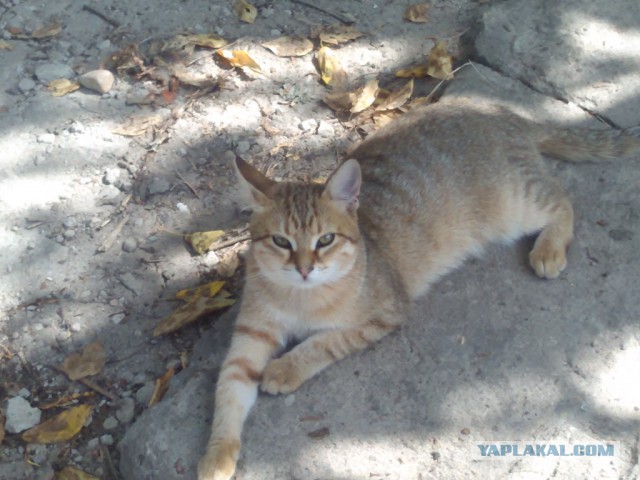 Котовторник