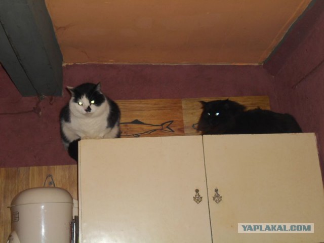 Жизнь домашнего приюта для котеек 106