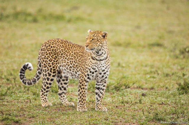 Леопардик Поли