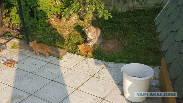 Котовторник 26.07 2016