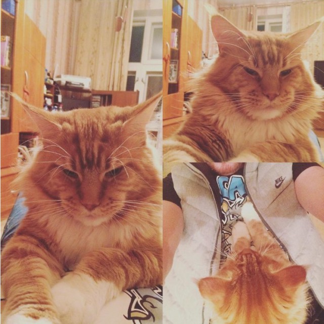 Уже лев или еще кот?