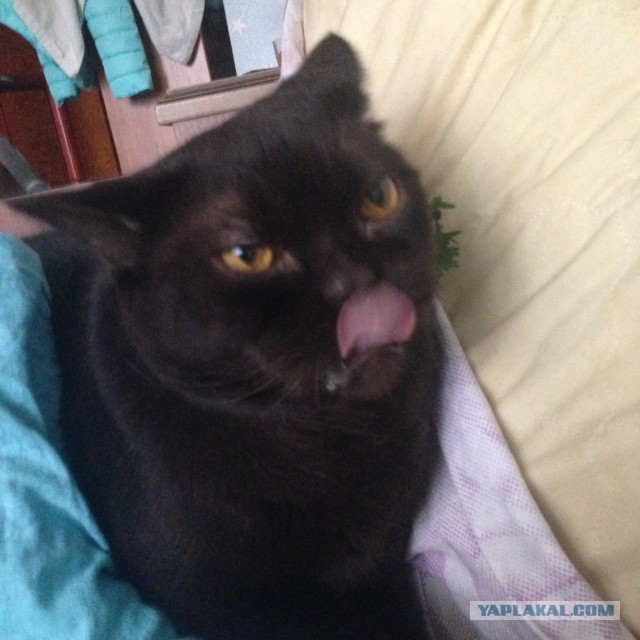 Коты и Кошки