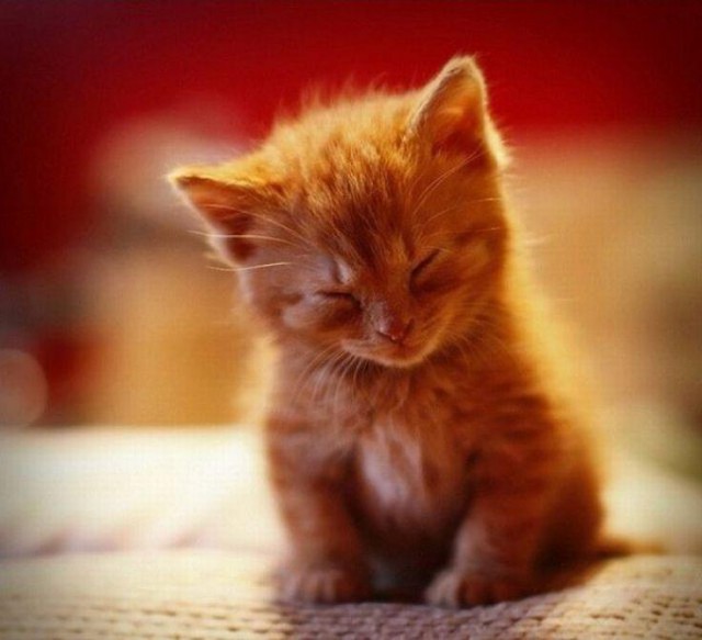 Коты и Кошки