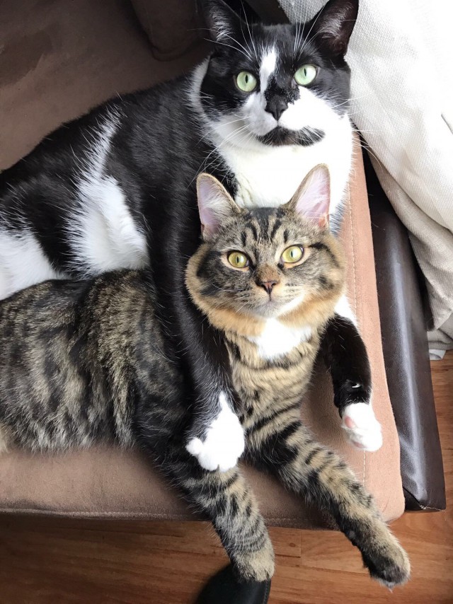 Коты и Кошки