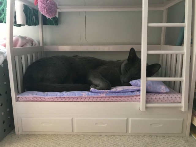 Коты и Кошки