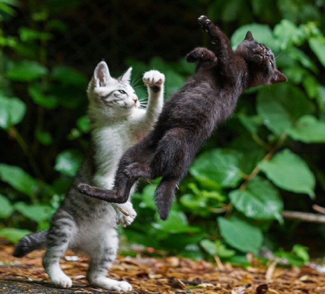 Коты и Кошки