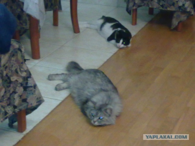 Котовторник 13.03.2018