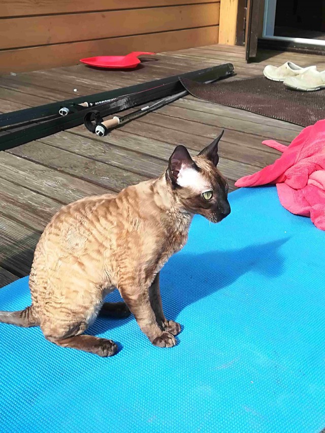 Котовторник ждали? А вот и он!