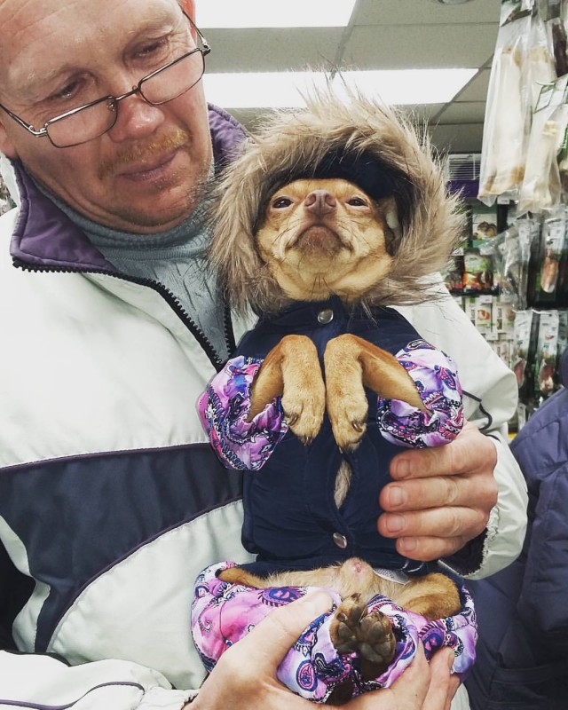 Живность из сети
