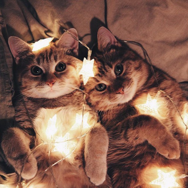 Кот без прикрас