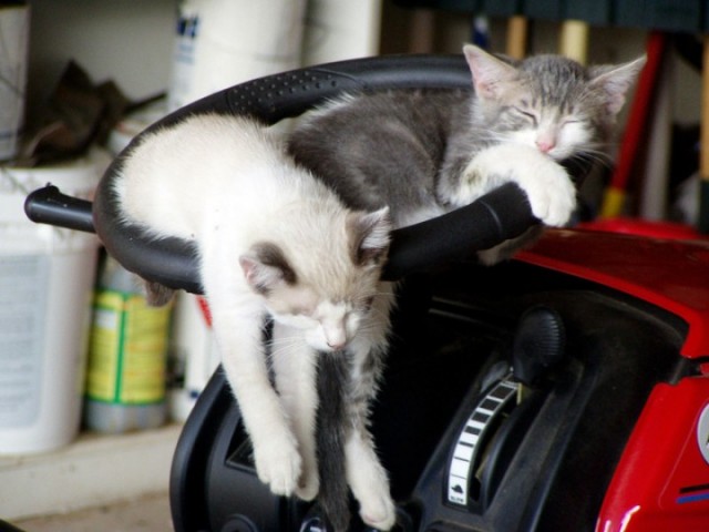 Котовторник  на  ЯПлакалъ