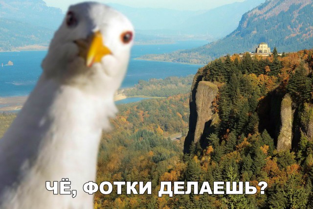 Милые животные. Мимиметр сломался