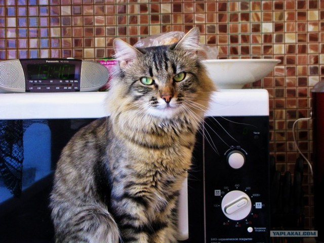 Котовторник!