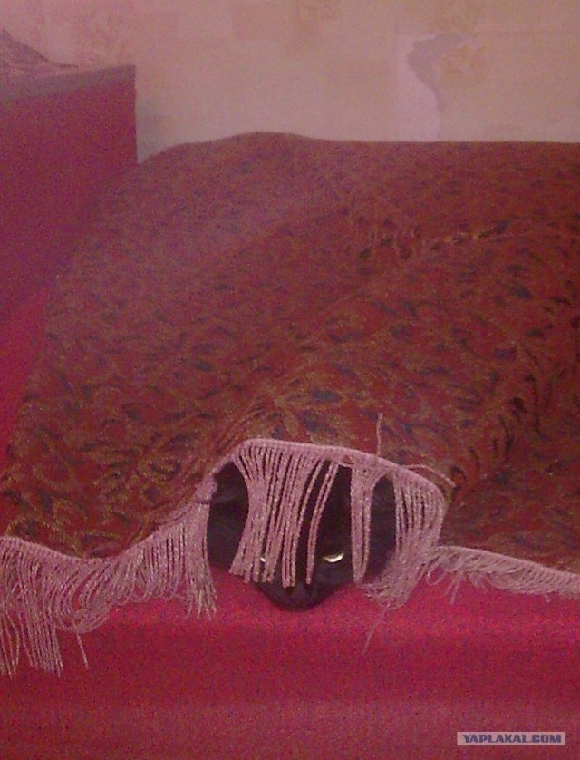 Десантный котовторник