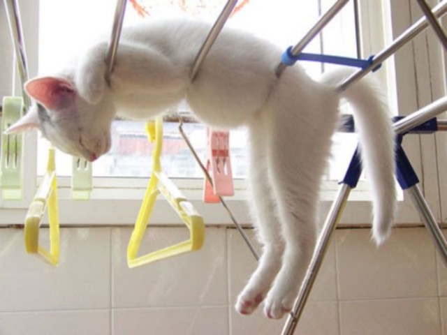 Сонный Котовторник