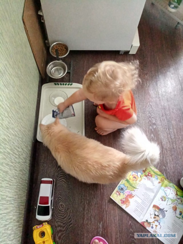 Кисоньке больно!