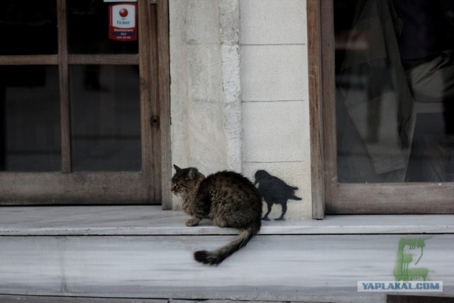 Котовторник (10.01.2012)