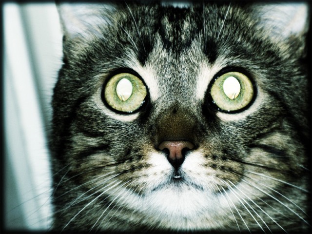 Котовторник (24. 01. 2012 )