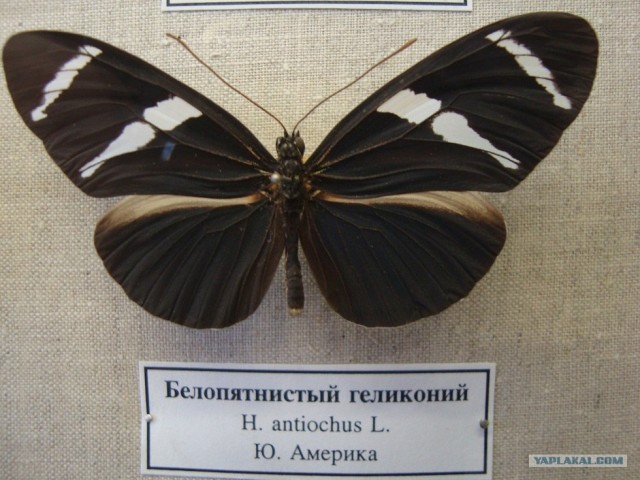 Зоологический музей