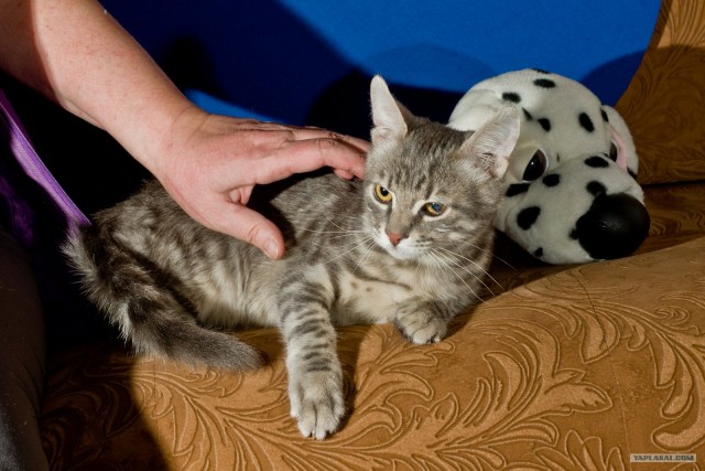 Котовторник (14.02.2012)