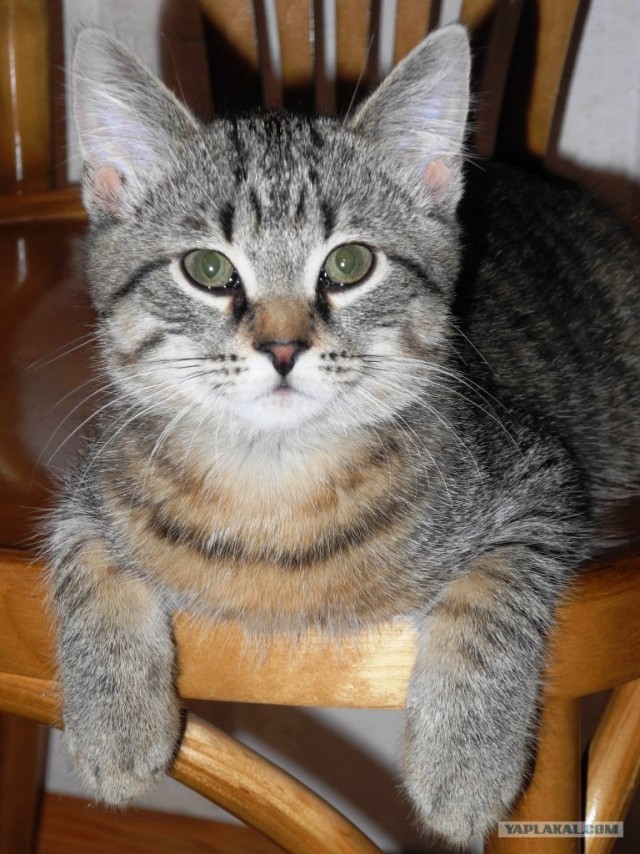 КОТОВТОРНИК (6.03.2012)