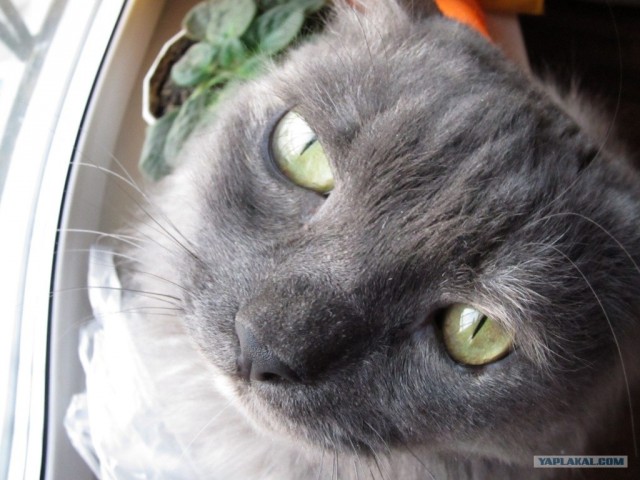 Котовторник! 13.03.2012