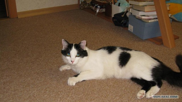 Котовторник 22.05.2012