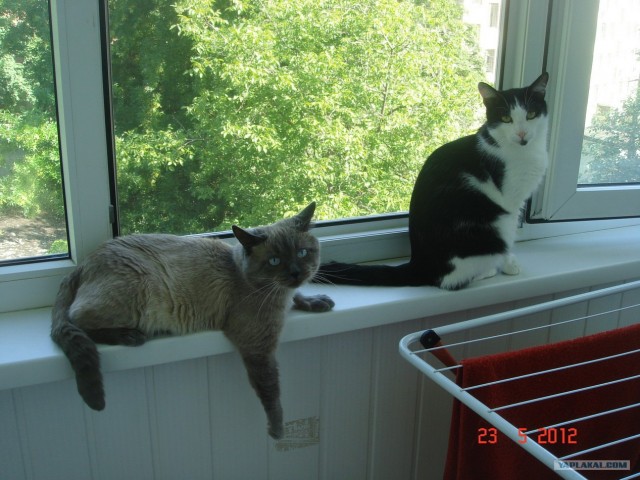 Котовторник   5.06.2012