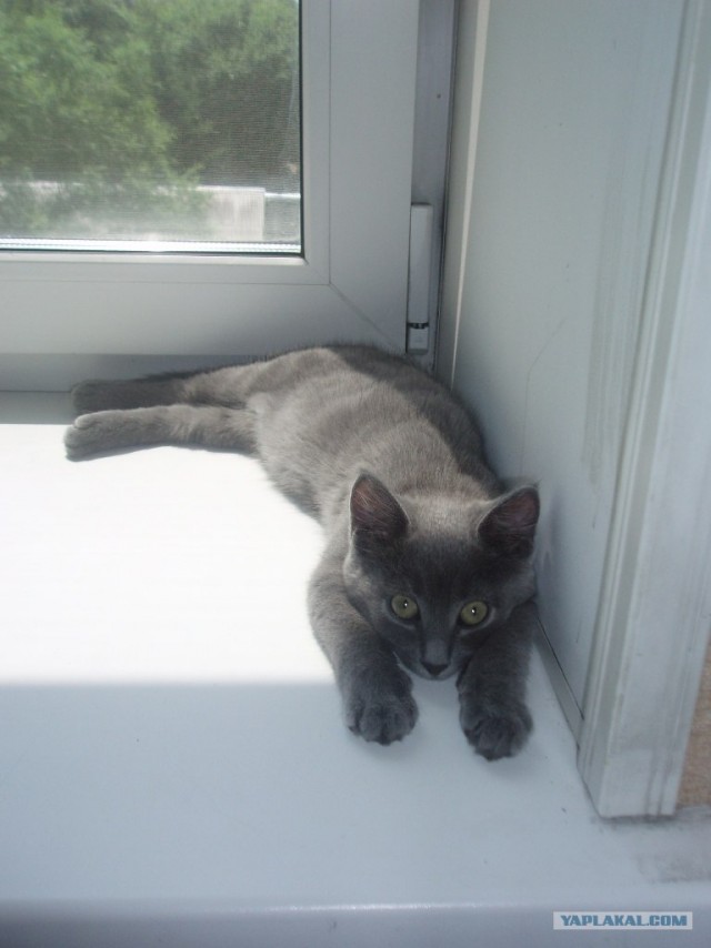 Котовторник 24.07.2012