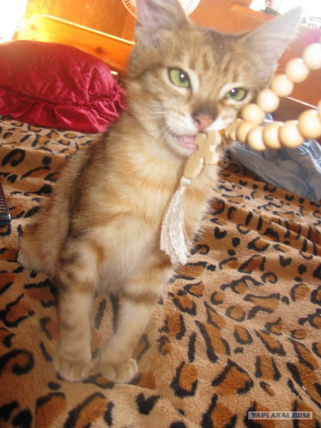 Котовторник  21.08.12