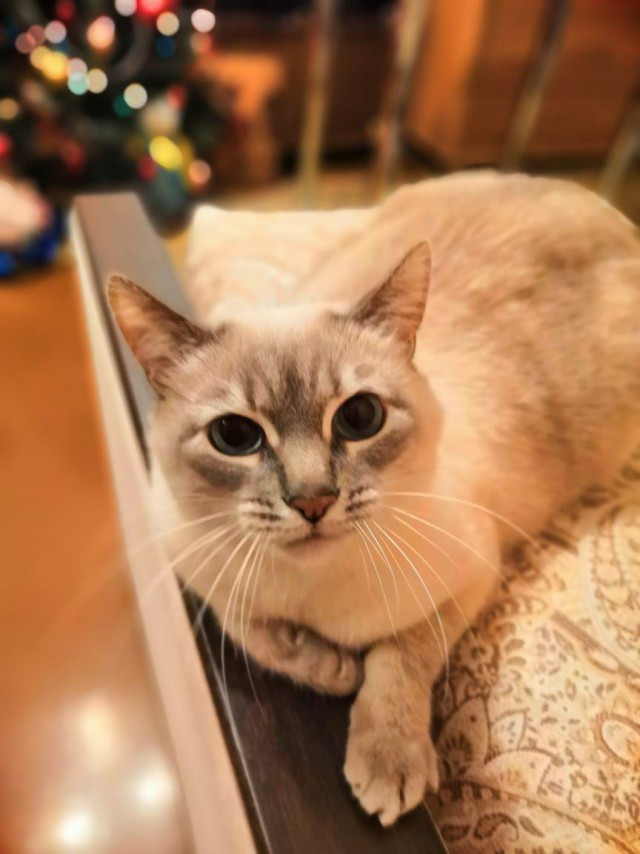С Днём кошки!