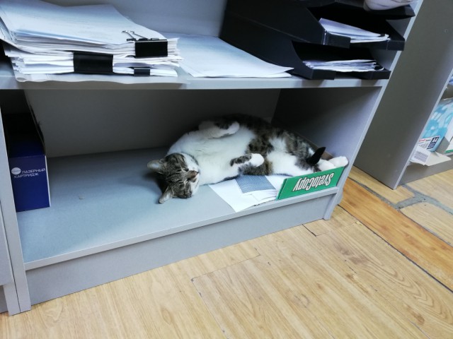 Кошки, которые заснули в самых невообразимых позах