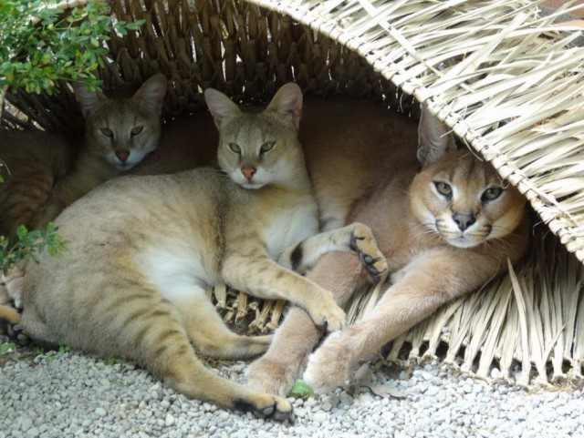 Дикий котовторник 11.06.19