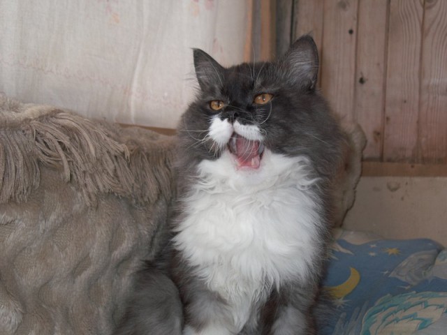 Котовторник однако