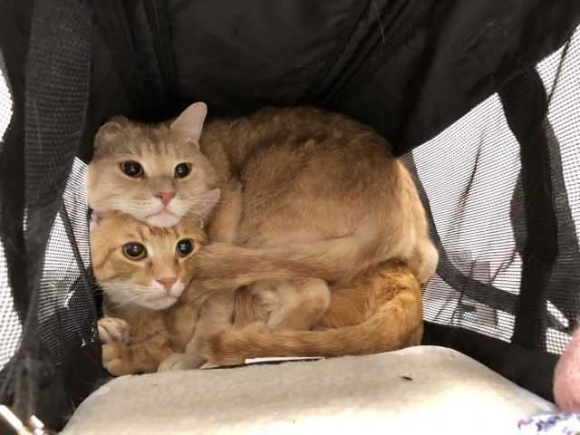 Забавные фото котеек