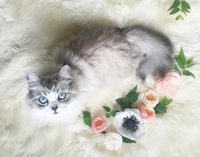 Забавные фото котеек