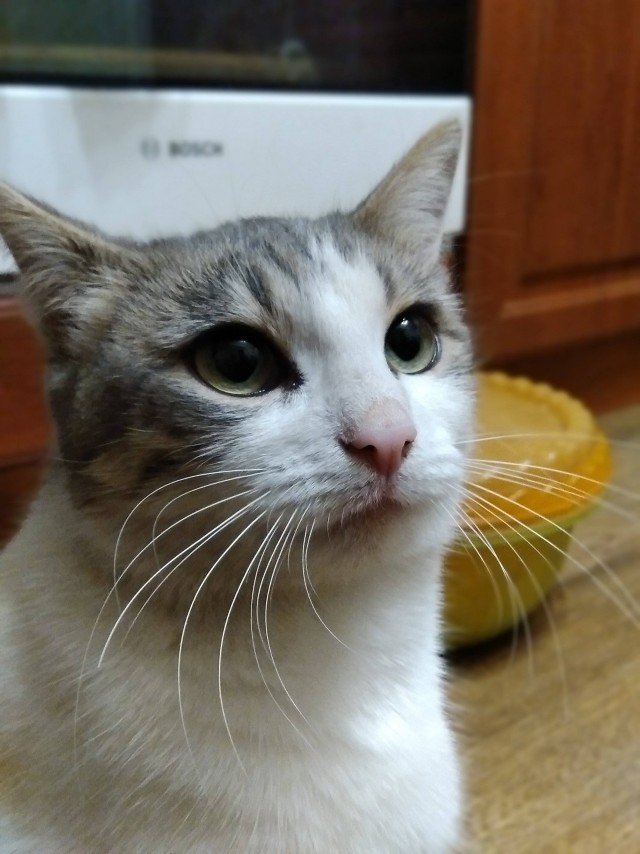 Забавные фото котеек