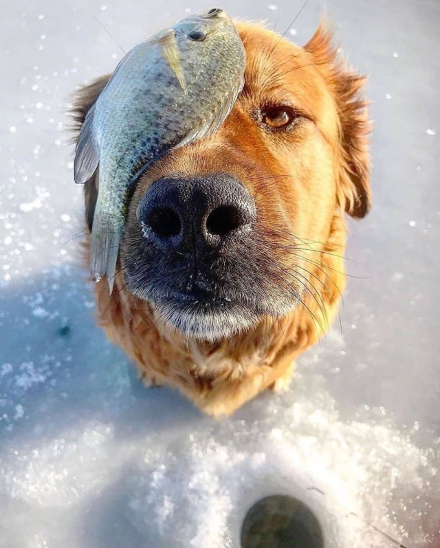 Живность из сети