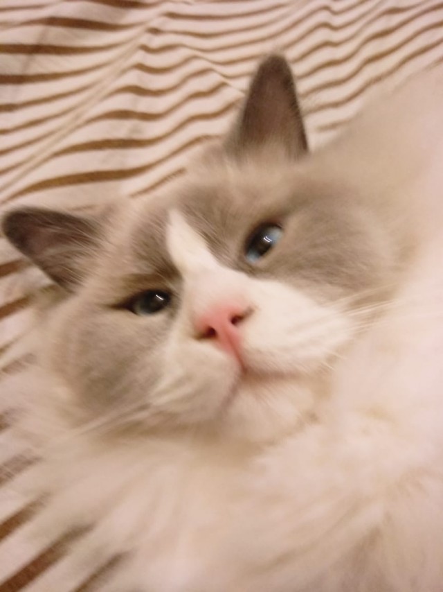 Котовторник 20.10.20